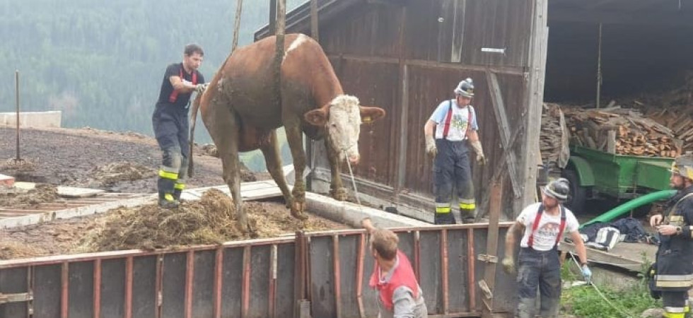 Mucca cade nella concimaia e rimane bloccata nel letame: recuperata dai vigili del fuoco